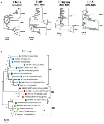 Frontiers Identification Of Novel Recombinants And Proposed Standard